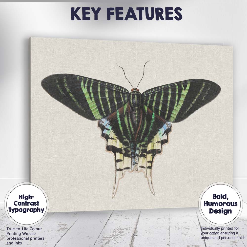 Antique Emerald Green Swallowtail Butterfly Natural History Illustration Canvas Wall Art Print Decor Picture Ready to Hang