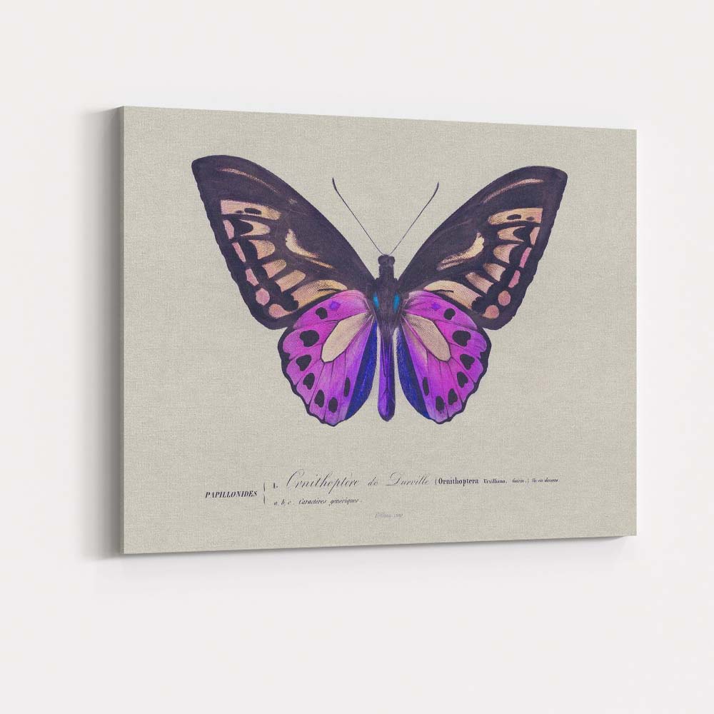 Vibrant Purple Butterfly Antique Scientific Illustration Canvas Wall Art Print Decor Picture Ready to Hang