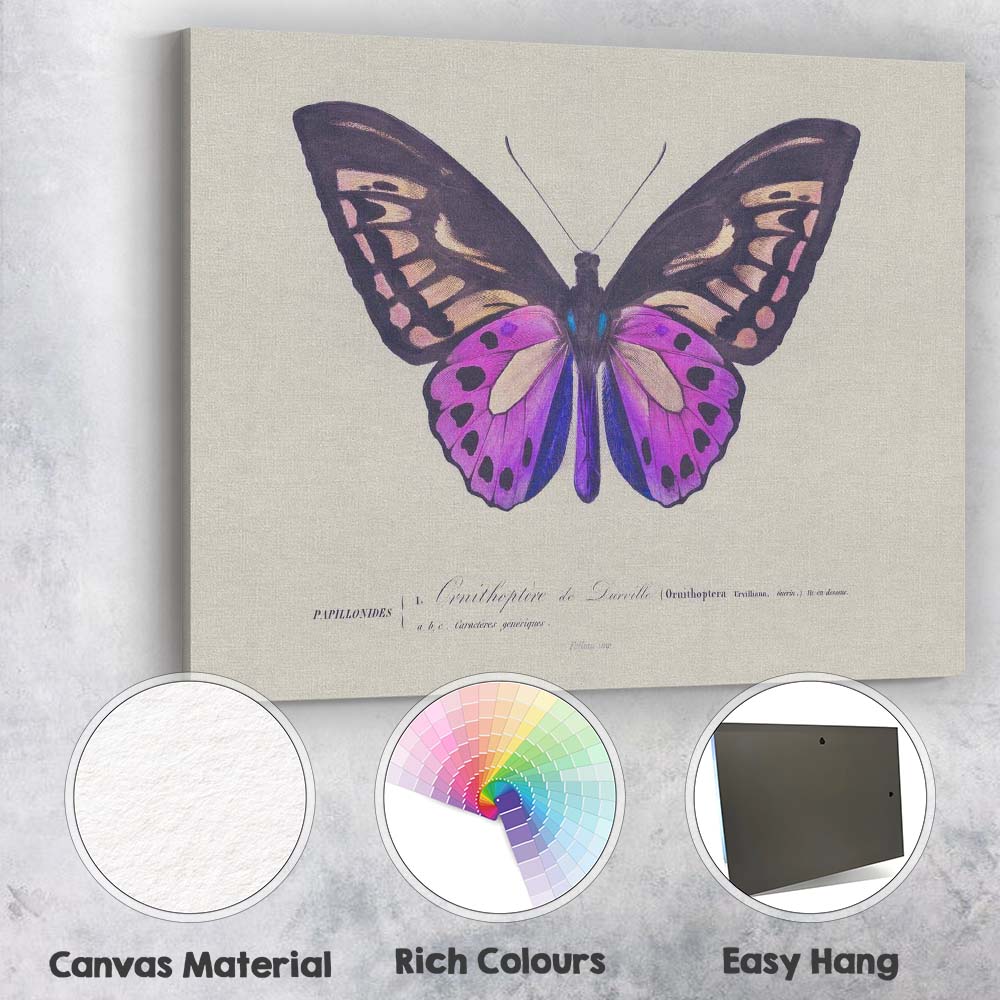 Vibrant Purple Butterfly Antique Scientific Illustration Canvas Wall Art Print Decor Picture Ready to Hang