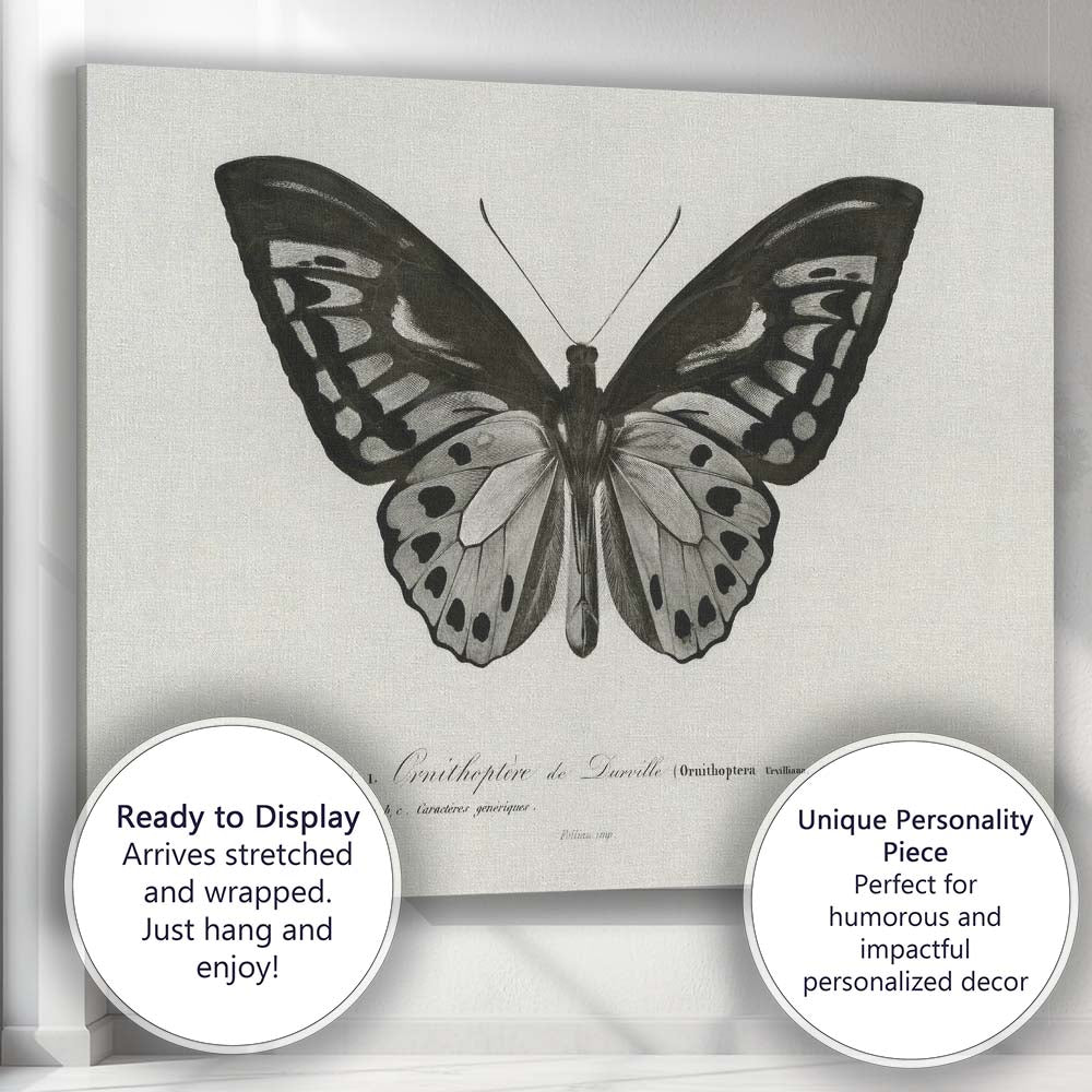 Monochrome Butterfly Natural History Engraving Style Illustration Canvas Wall Art Print Decor Picture Ready to Hang