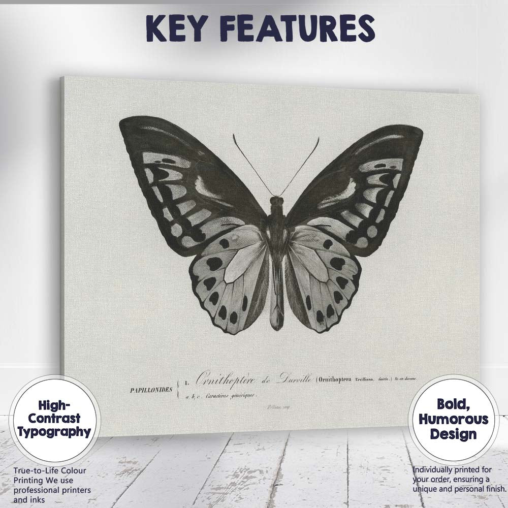 Monochrome Butterfly Natural History Engraving Style Illustration Canvas Wall Art Print Decor Picture Ready to Hang