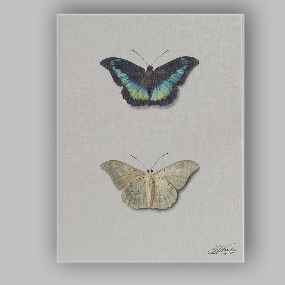 Elegant Blue and Cream Butterfly Specimen Watercolour Illustration Canvas Wall Art Print Decor Picture Ready to Hang