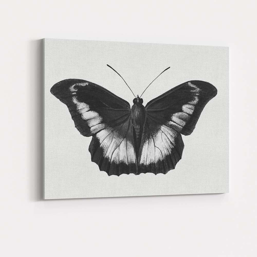 Black and White Tropical Butterfly Natural History Drawing Canvas Wall Art Print Decor Picture Ready to Hang