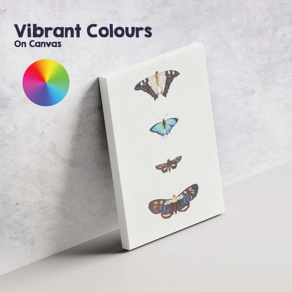 Colourful Butterfly Collection Minimal Vertical Specimen Display Canvas Wall Art Print Decor Picture Ready to Hang