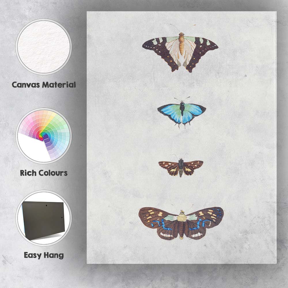 Colourful Butterfly Collection Minimal Vertical Specimen Display Canvas Wall Art Print Decor Picture Ready to Hang