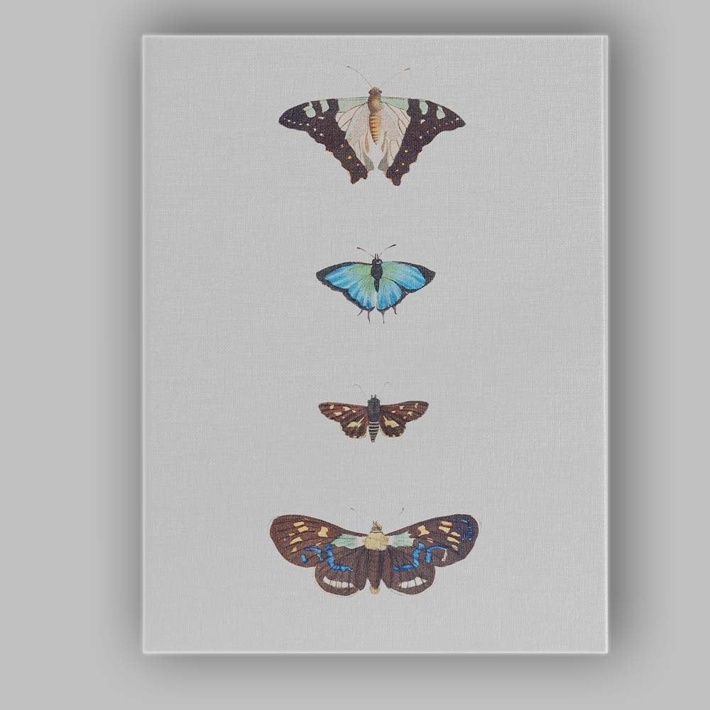 Colourful Butterfly Collection Minimal Vertical Specimen Display Canvas Wall Art Print Decor Picture Ready to Hang