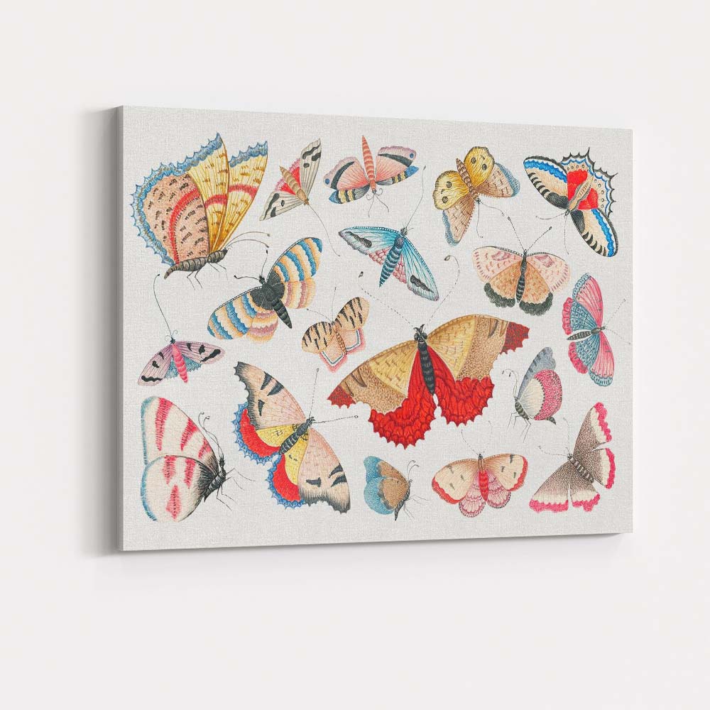 Decorative Colourful Butterfly and Moth Collection Illustration Canvas Wall Art Print Decor Picture Ready to Hang