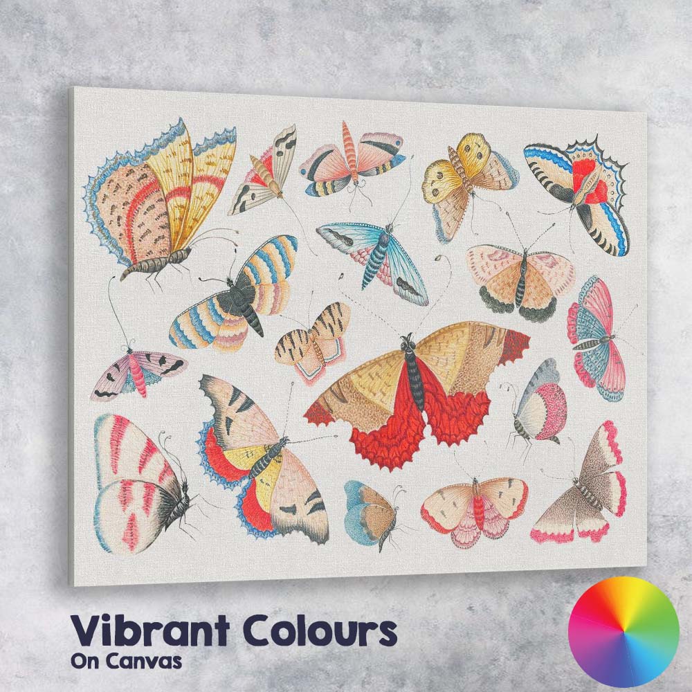 Decorative Colourful Butterfly and Moth Collection Illustration Canvas Wall Art Print Decor Picture Ready to Hang