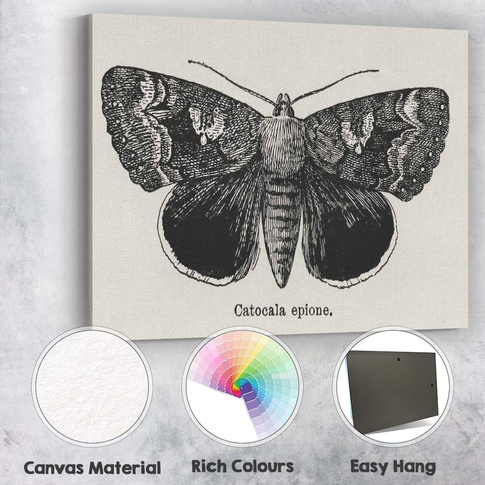 Antique Black and White Catocala Moth Engraving Illustration Canvas Wall Art Print Decor Picture Ready to Hang