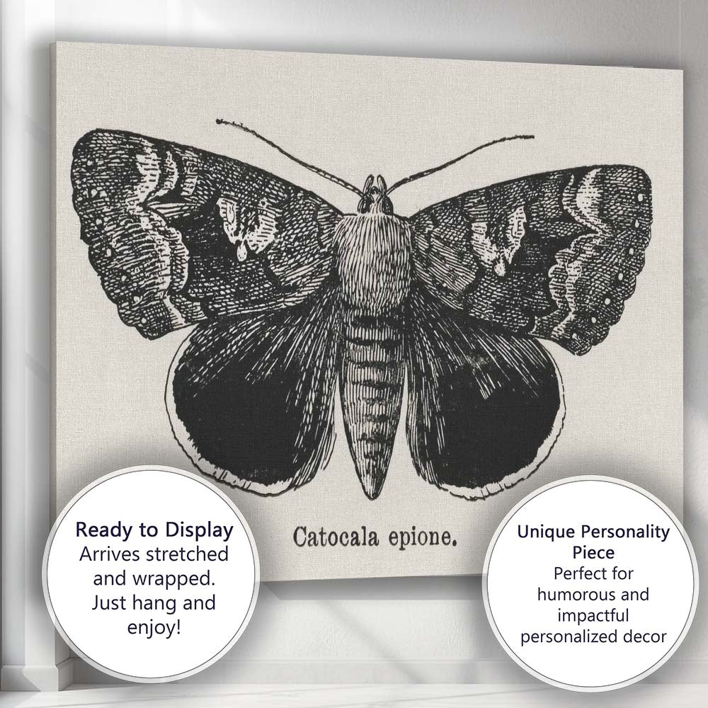 Antique Black and White Catocala Moth Engraving Illustration Canvas Wall Art Print Decor Picture Ready to Hang