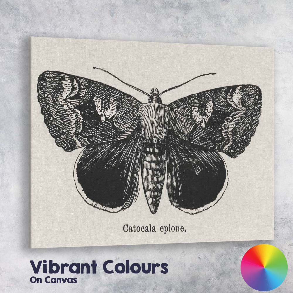 Antique Black and White Catocala Moth Engraving Illustration Canvas Wall Art Print Decor Picture Ready to Hang
