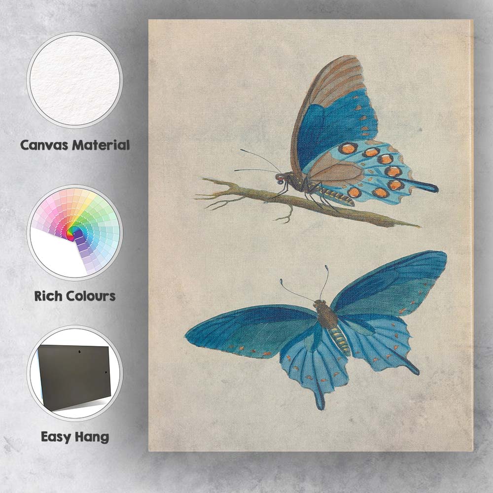 Blue Morpho Butterfly Antique Entomology Illustration Canvas Wall Art Print Decor Picture Ready to Hang