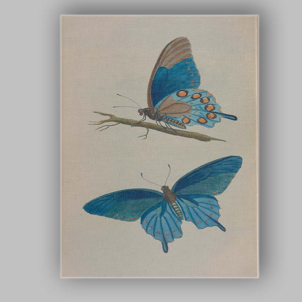Blue Morpho Butterfly Antique Entomology Illustration Canvas Wall Art Print Decor Picture Ready to Hang