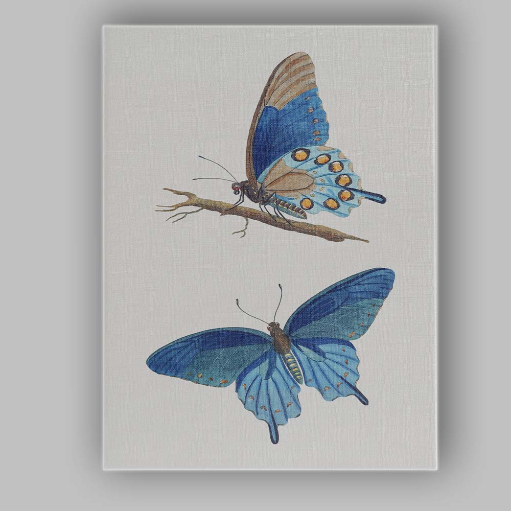 Elegant Blue Butterfly Natural History Scientific Artwork Canvas Wall Art Print Decor Picture Ready to Hang