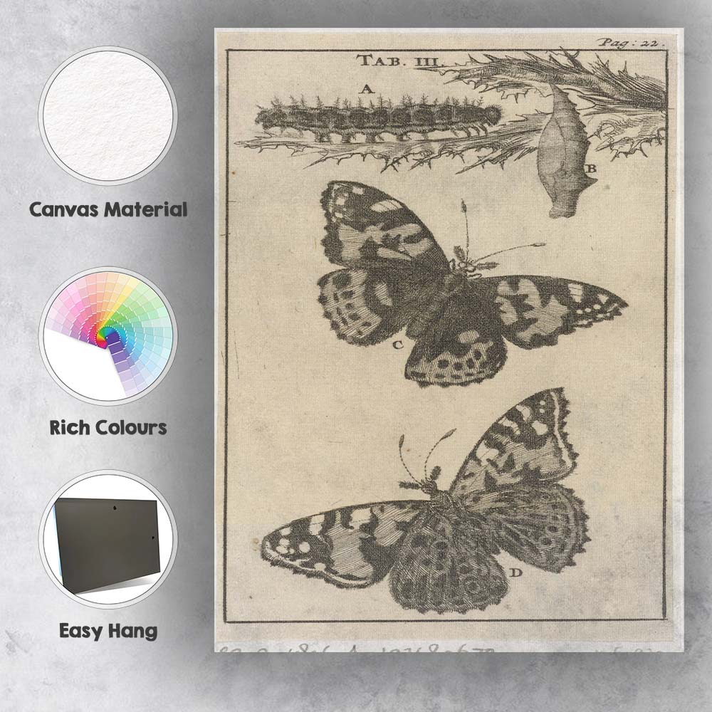 Antique Butterfly Life Cycle Entomology Engraving Artwork Canvas Wall Art Print Decor Picture Ready to Hang