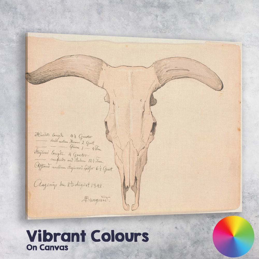 Antique Longhorn Cattle Skull Scientific Drawing Canvas Wall Art Print Decor Picture Ready to Hang