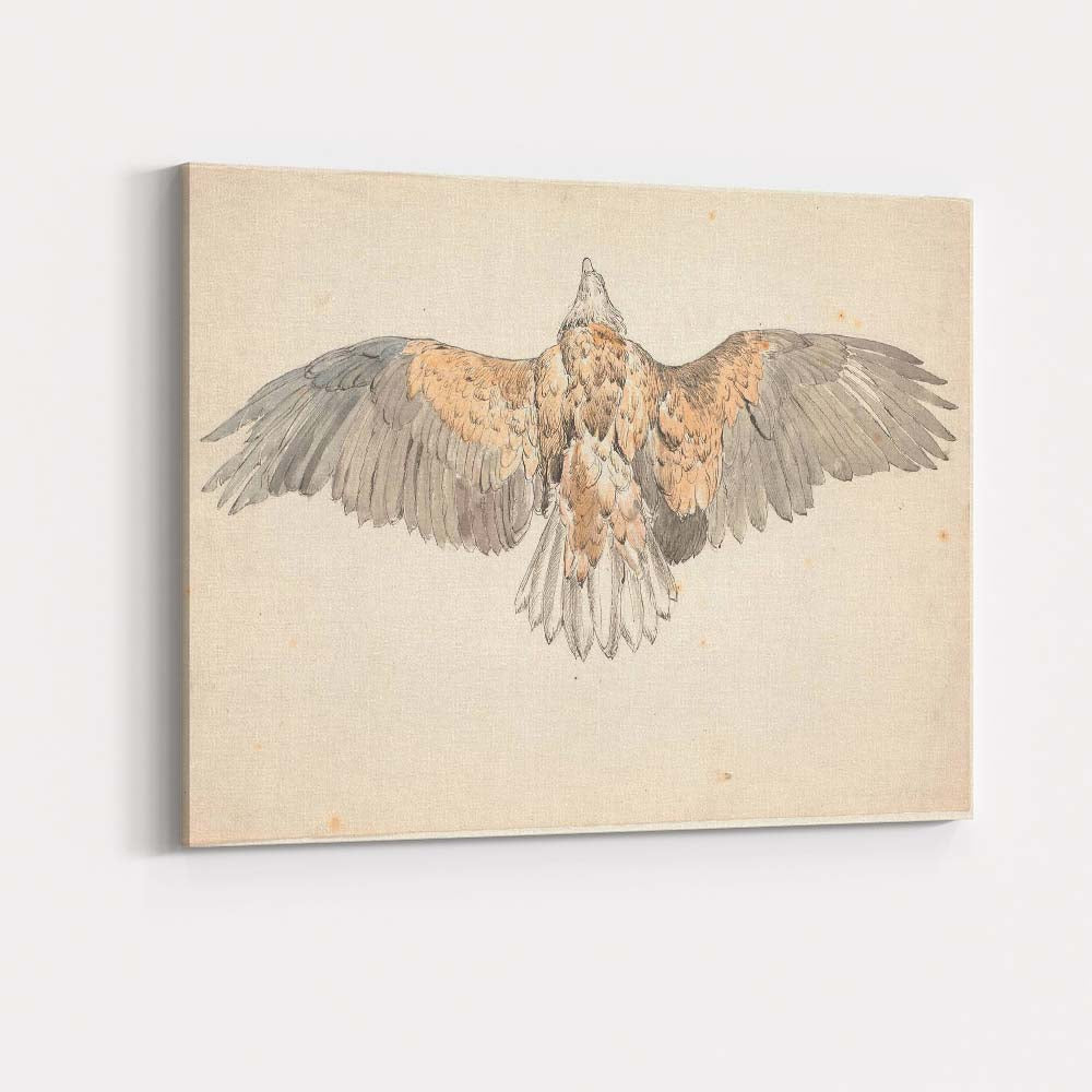 Spread Wing Eagle Natural History Watercolour Study Canvas Wall Art Print Decor Picture Ready to Hang