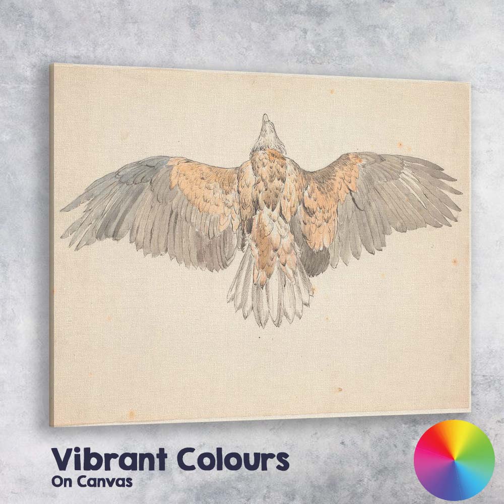 Spread Wing Eagle Natural History Watercolour Study Canvas Wall Art Print Decor Picture Ready to Hang