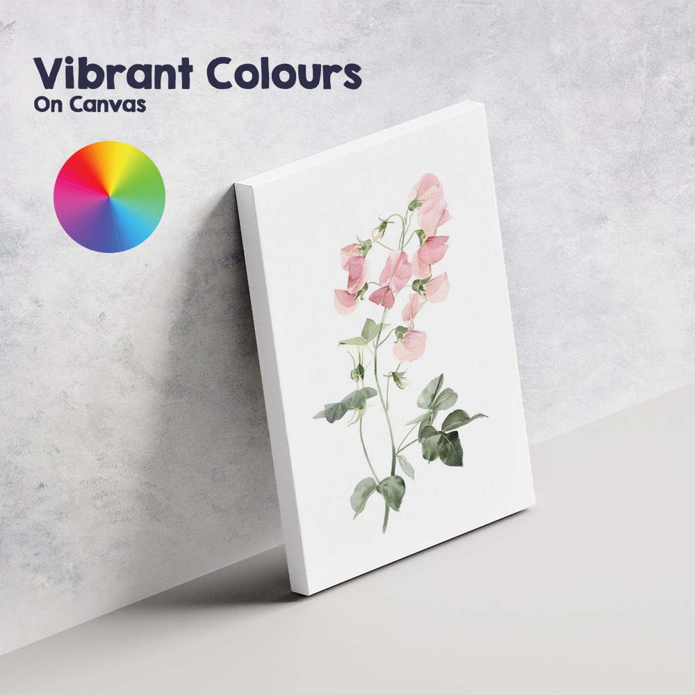 Pastel Pink Sweet Pea Botanical Watercolour Canvas Wall Art Print Decor Picture Ready to Hang