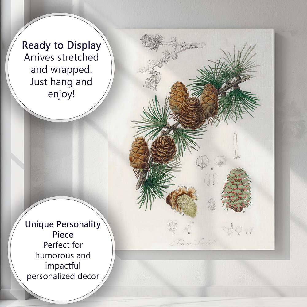 Antique Botanical Pine Cone And Evergreen Branch Illustration Canvas Wall Art Print Decor Picture Ready to Hang