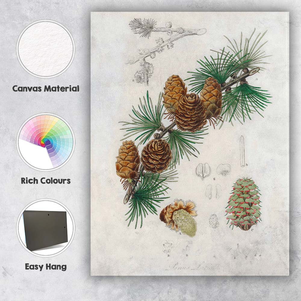 Antique Botanical Pine Cone And Evergreen Branch Illustration Canvas Wall Art Print Decor Picture Ready to Hang