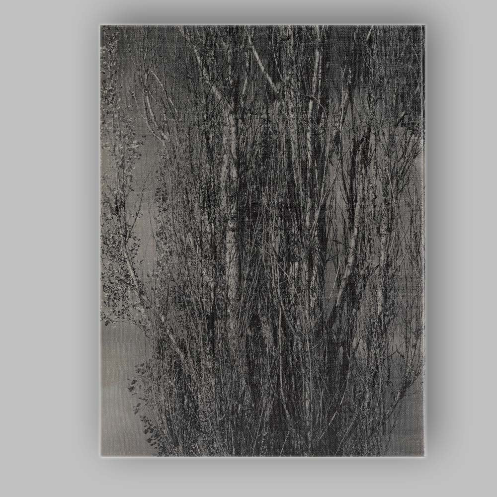 Black and White Bare Poplar Trees Woodland Nature Photography Canvas Wall Art Print Decor Picture Ready to Hang