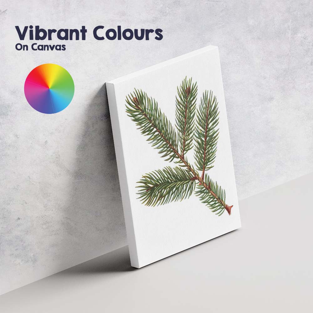 Evergreen Fir Branch Detailed Botanical Woodland Illustration Canvas Wall Art Print Decor Picture Ready to Hang