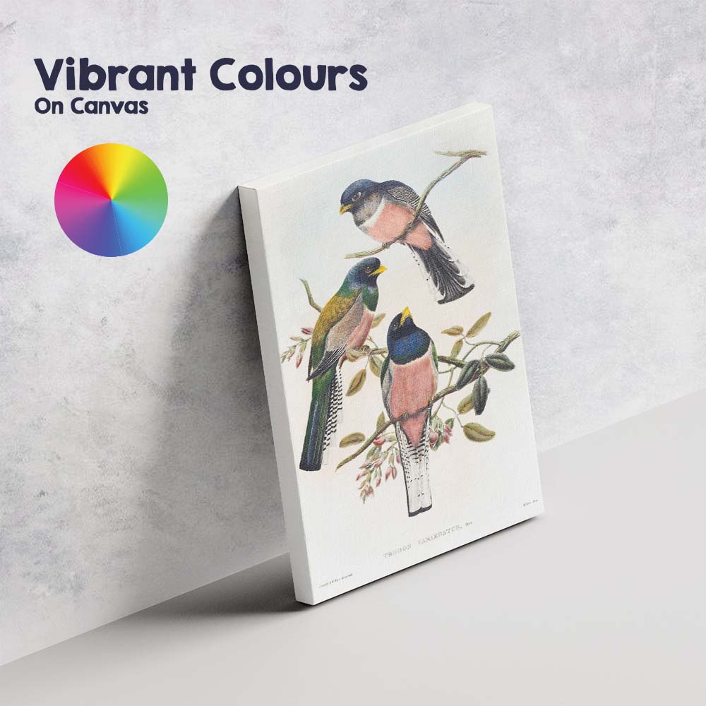 Colourful Tropical Trogon Birds Botanical Branch Illustration Canvas Wall Art Print Decor Picture Ready to Hang