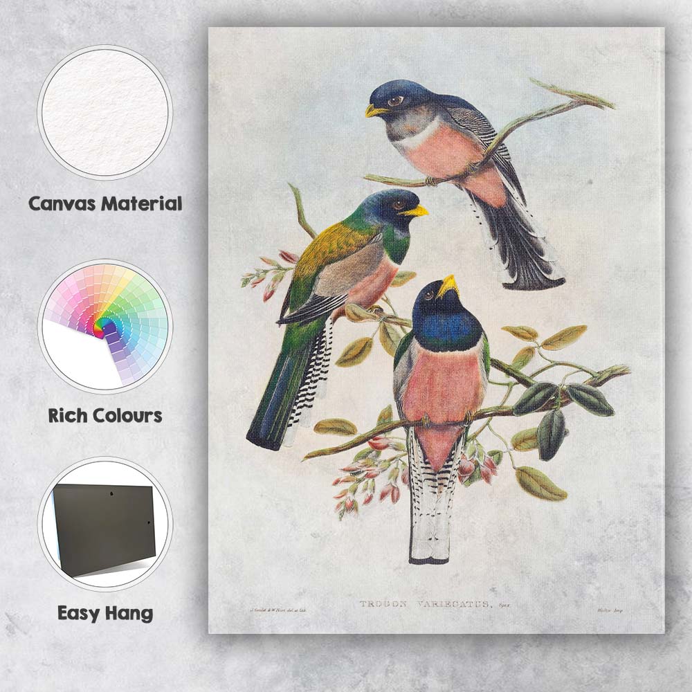 Colourful Tropical Trogon Birds Botanical Branch Illustration Canvas Wall Art Print Decor Picture Ready to Hang