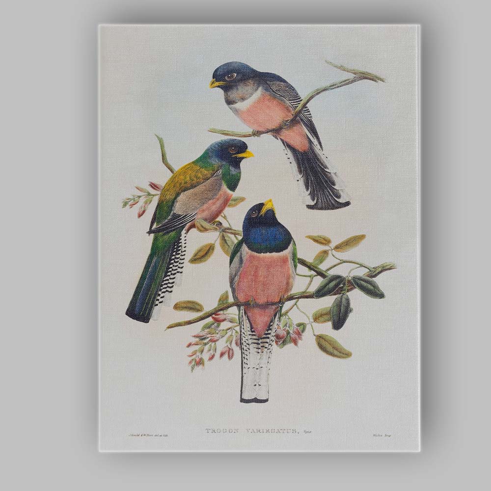 Colourful Tropical Trogon Birds Botanical Branch Illustration Canvas Wall Art Print Decor Picture Ready to Hang