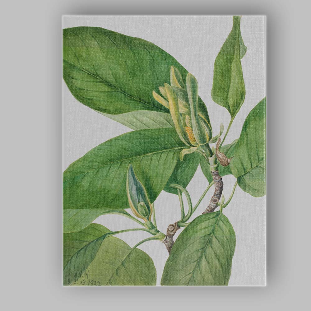 Green Magnolia Foliage Botanical Watercolour Plant Study Canvas Wall Art Print Decor Picture Ready to Hang