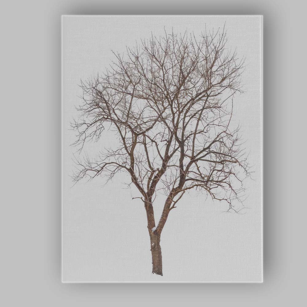 Frost Covered Bare Winter Tree Delicate Woodland Silhouette Canvas Wall Art Print Decor Picture Ready to Hang
