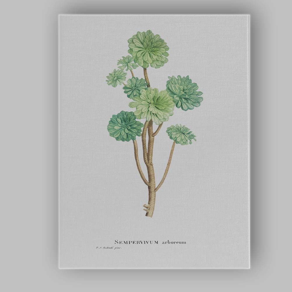 Antique Sempervivum Arboreum Botanical Plant Illustration Canvas Wall Art Print Decor Picture Ready to Hang
