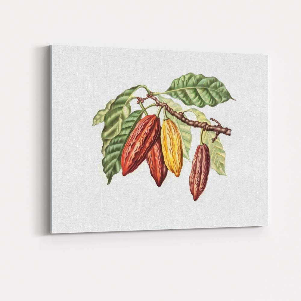 Antique Cacao Pod Branch Botanical Study Natural History Illustration Canvas Wall Art Print Decor Picture Ready to Hang