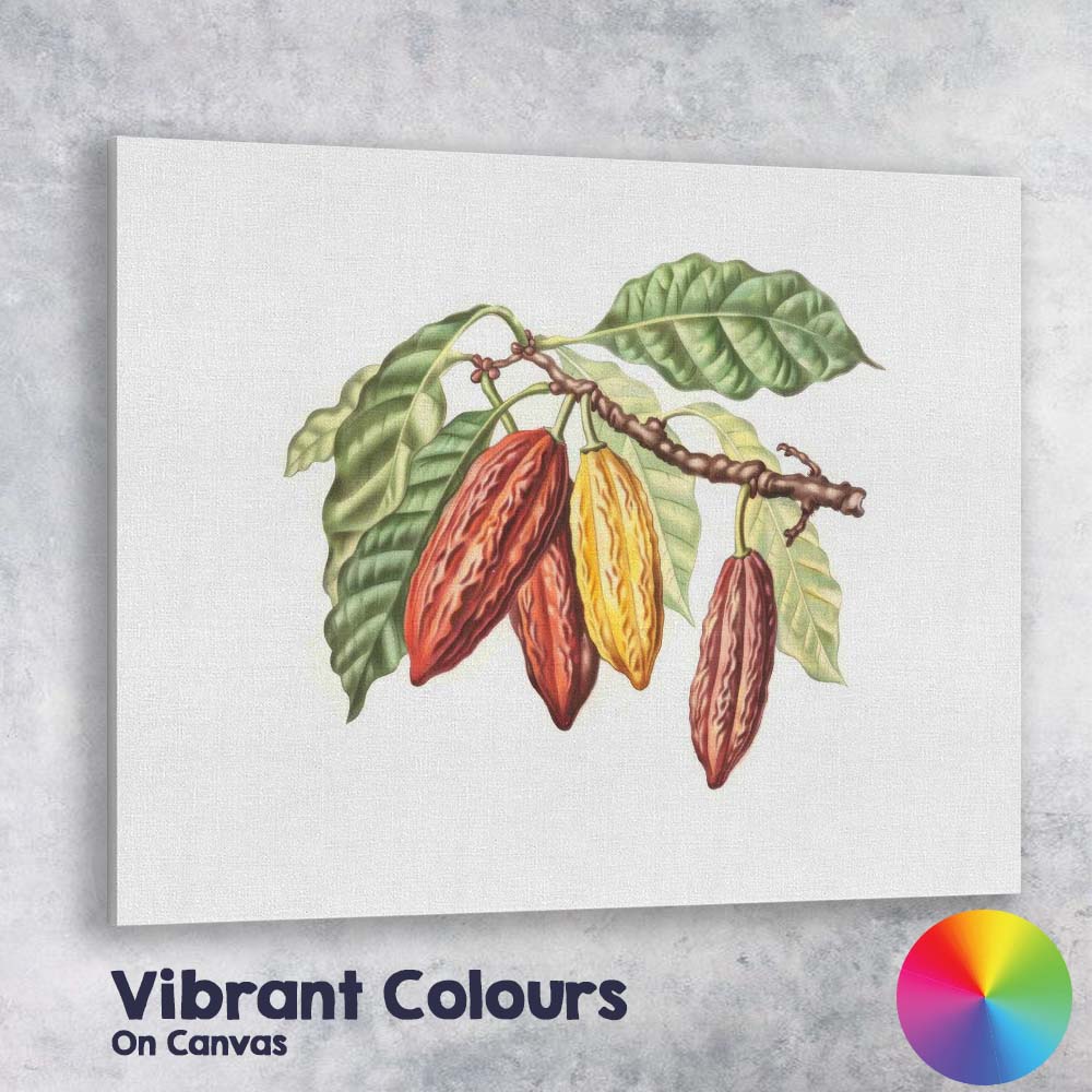Antique Cacao Pod Branch Botanical Study Natural History Illustration Canvas Wall Art Print Decor Picture Ready to Hang