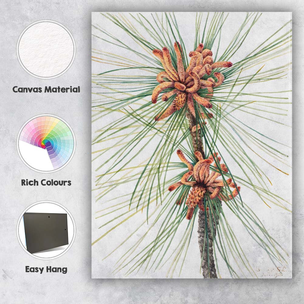 Botanical Pine Needles and Cones Watercolour Illustration Canvas Wall Art Print Decor Picture Ready to Hang