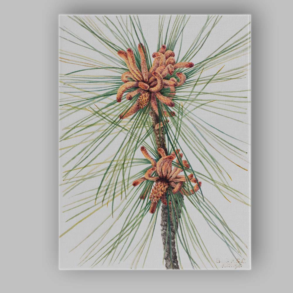 Botanical Pine Needles and Cones Watercolour Illustration Canvas Wall Art Print Decor Picture Ready to Hang
