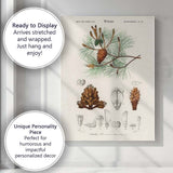 Antique Botanical Maritime Pine Scientific Illustration Canvas Wall Art Print Decor Picture Ready to Hang