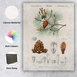 Antique Botanical Maritime Pine Scientific Illustration Canvas Wall Art Print Decor Picture Ready to Hang