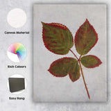 Autumn Rose Leaf Botanical Specimen Nature Illustration Canvas Wall Art Print Decor Picture Ready to Hang