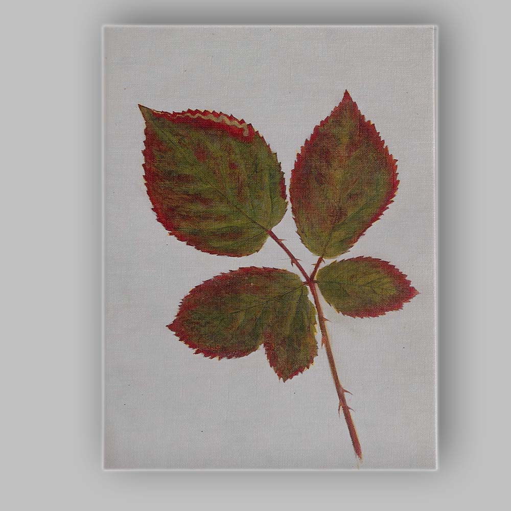 Autumn Rose Leaf Botanical Specimen Nature Illustration Canvas Wall Art Print Decor Picture Ready to Hang