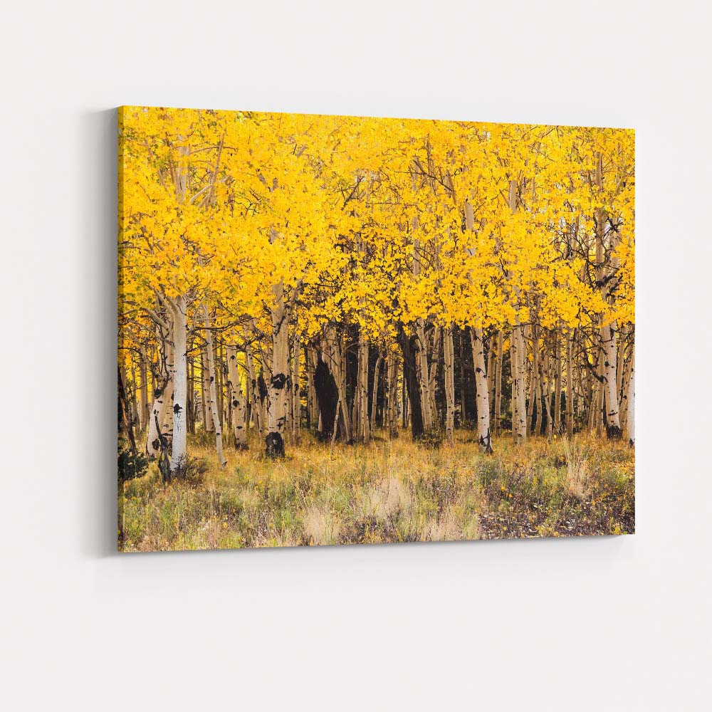 Golden Aspen Forest Autumn Woodland Nature Photography Canvas Wall Art Print Decor Picture Ready to Hang