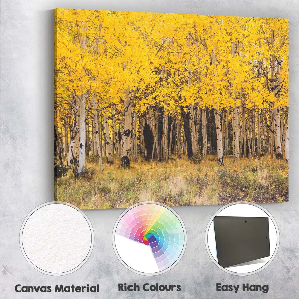Golden Aspen Forest Autumn Woodland Nature Photography Canvas Wall Art Print Decor Picture Ready to Hang