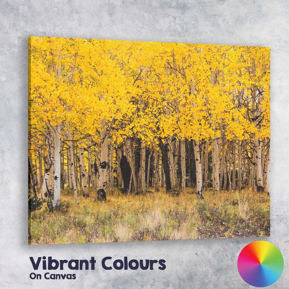 Golden Aspen Forest Autumn Woodland Nature Photography Canvas Wall Art Print Decor Picture Ready to Hang