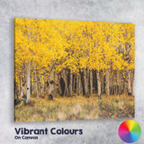 Golden Aspen Forest Autumn Woodland Nature Photography Canvas Wall Art Print Decor Picture Ready to Hang