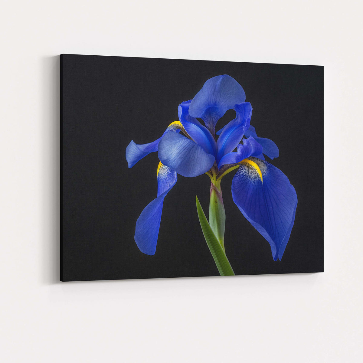 Royal Blue Iris Flower Portrait Dramatic Botanical Photography Canvas Wall Art Print Decor Picture Ready to Hang