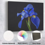 Royal Blue Iris Flower Portrait Dramatic Botanical Photography Canvas Wall Art Print Decor Picture Ready to Hang