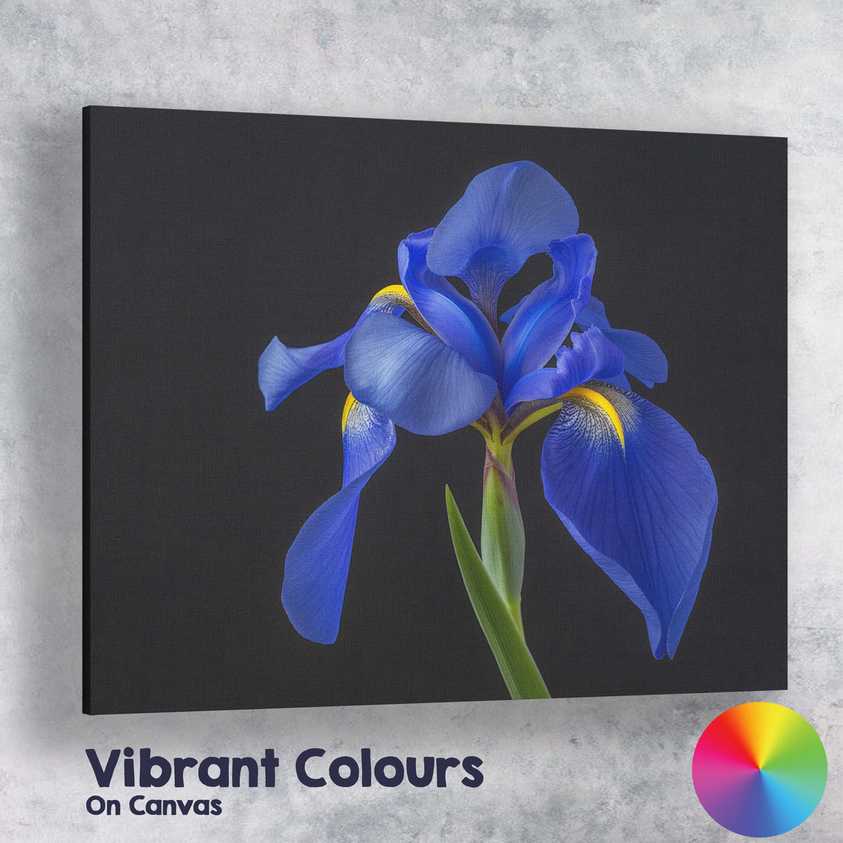 Royal Blue Iris Flower Portrait Dramatic Botanical Photography Canvas Wall Art Print Decor Picture Ready to Hang