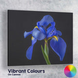 Royal Blue Iris Flower Portrait Dramatic Botanical Photography Canvas Wall Art Print Decor Picture Ready to Hang