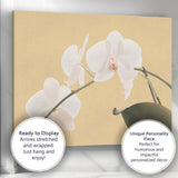 White Phalaenopsis Orchid On Warm Beige Background Botanical Canvas Wall Art Print Decor Picture Ready to Hang